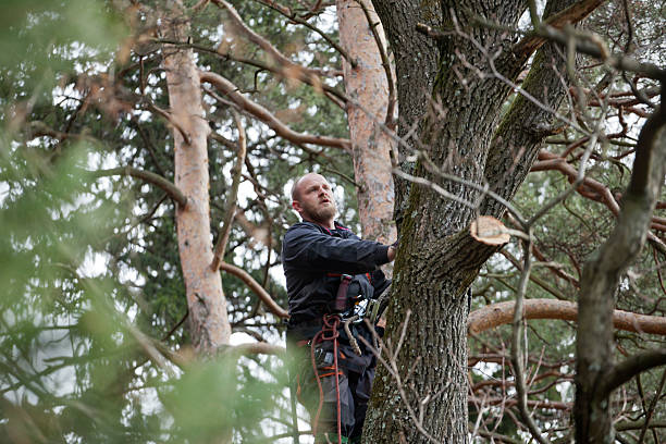 How Our Tree Care Process Works  in  Falling Water, TN
